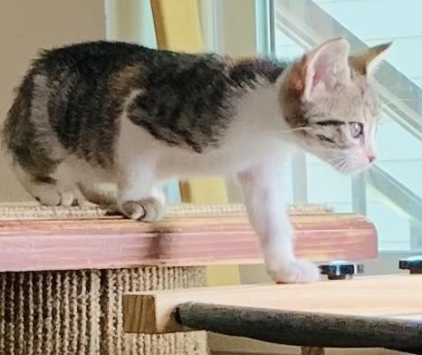 Amfissa (AKA Amy), Baby Female unknown