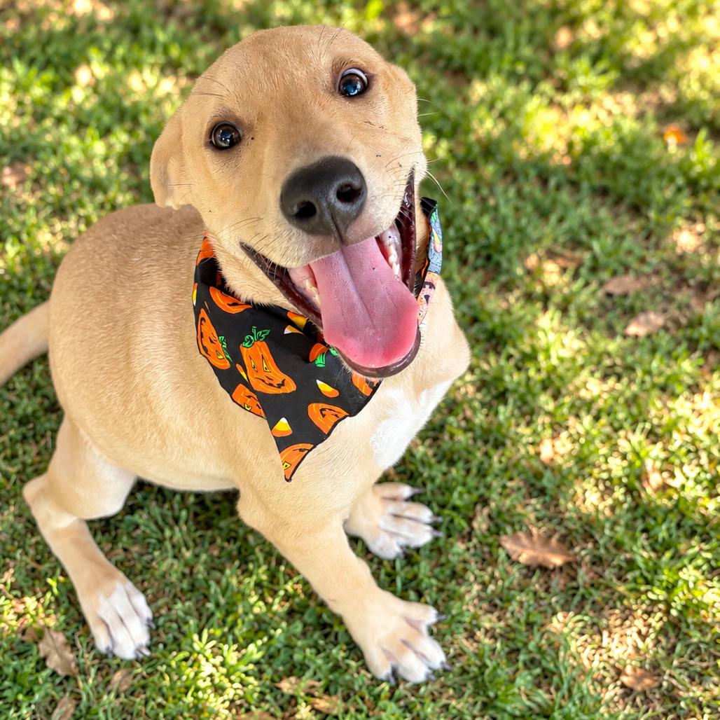 Leia, Adoptable, Puppy Female Yellow Labrador Retriever.