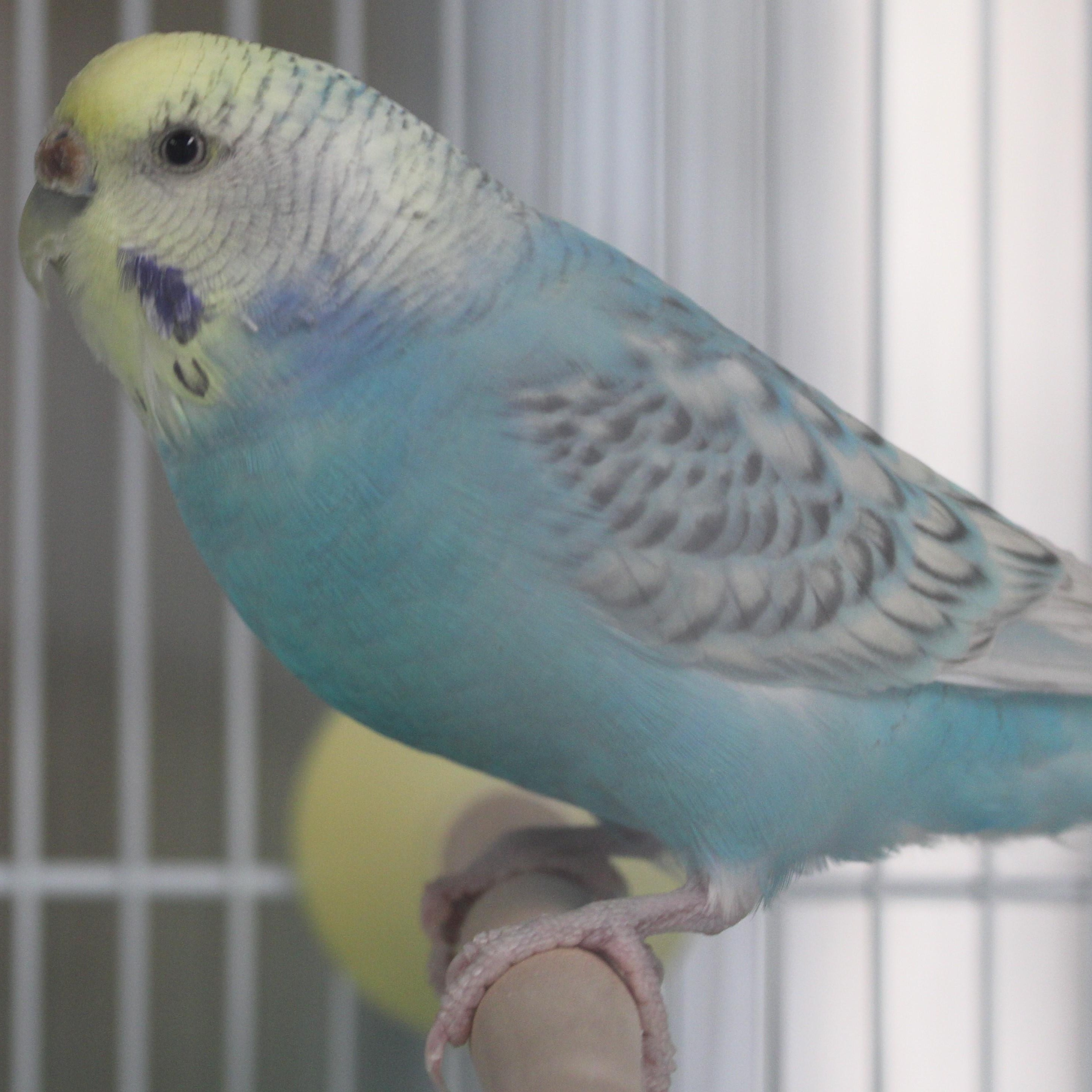 Enlarge Bluebell, an adopted Budgie / Budgerigar in Mississauga, ON image 1/1