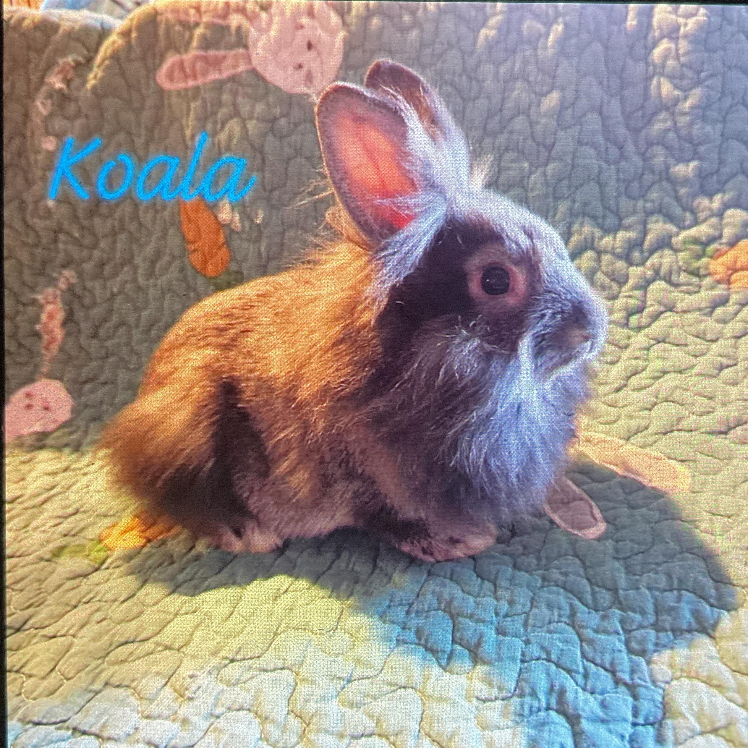 Koala, ADOPTABLE, Baby Male Lionhead.