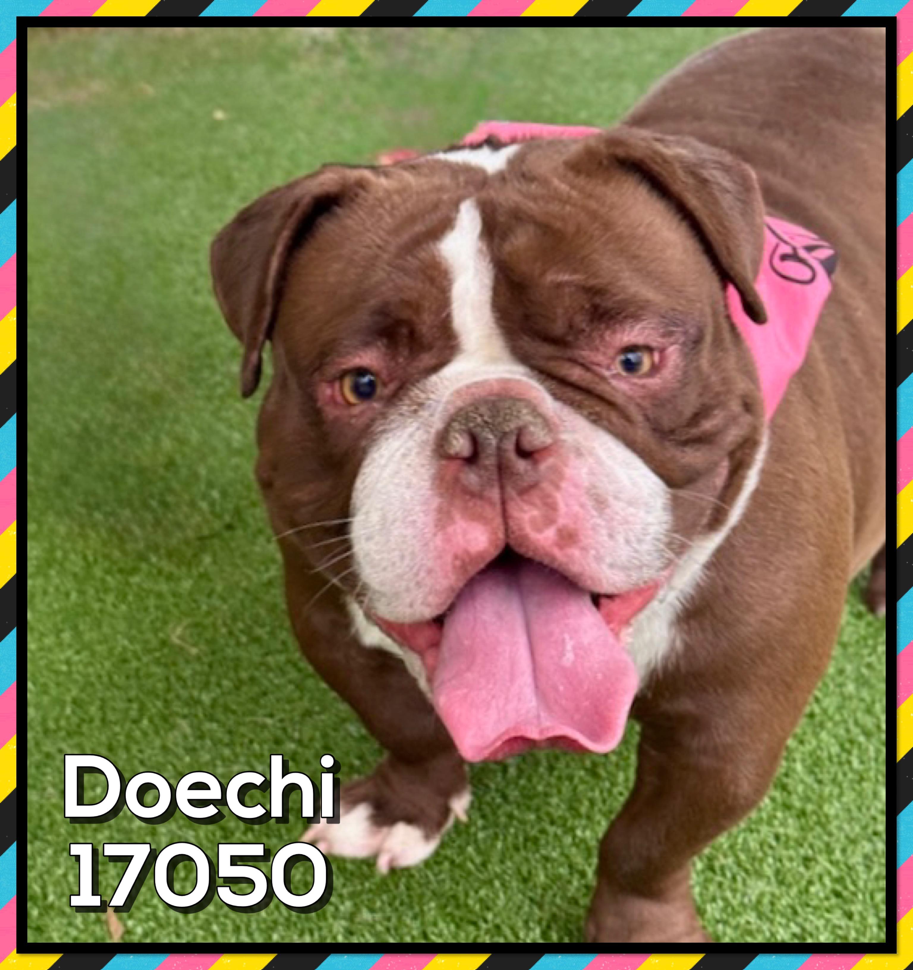 DOECHI, an adopted American Bulldog in Marietta, GA image 3/5