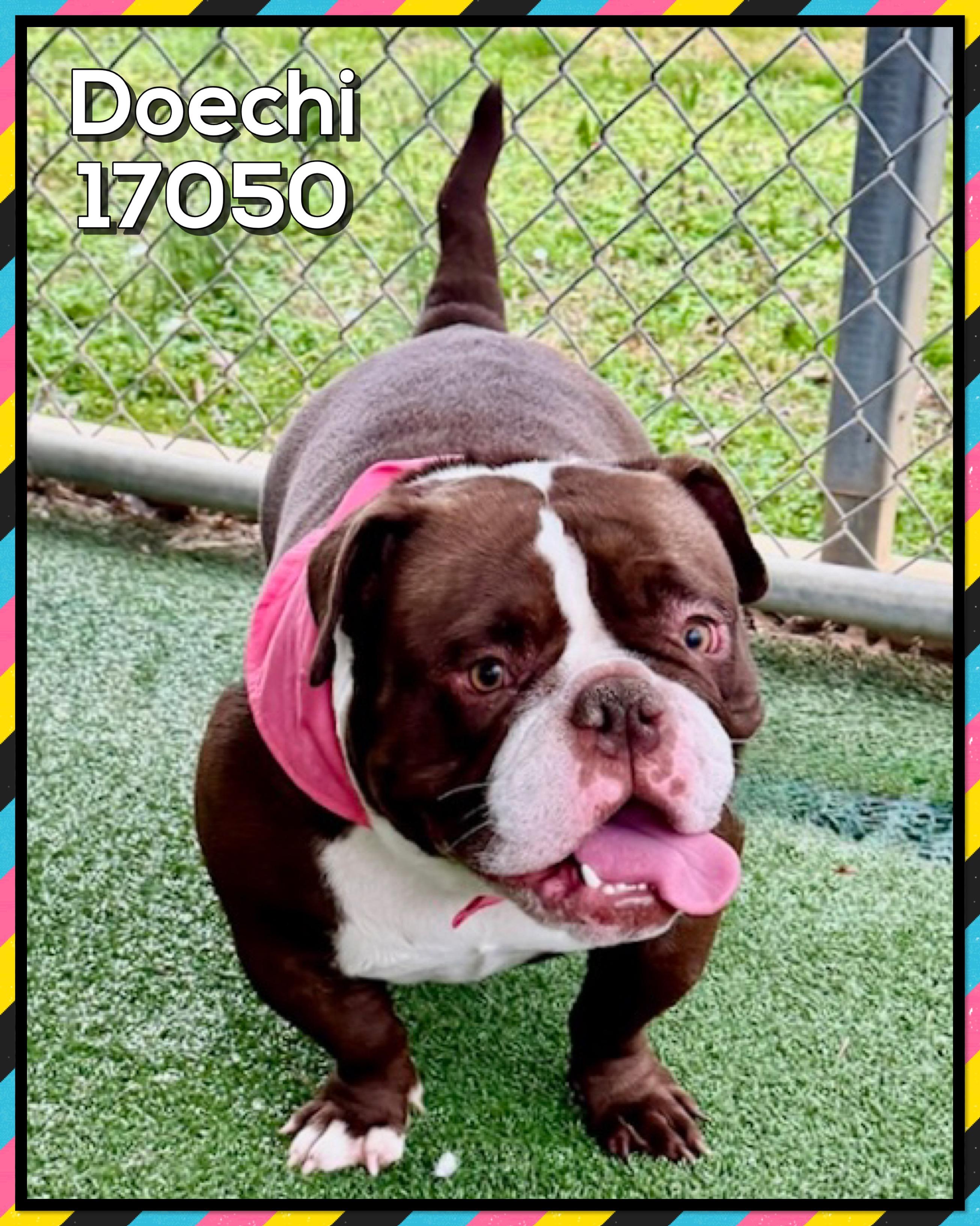 DOECHI, an adopted American Bulldog in Marietta, GA image 4/5