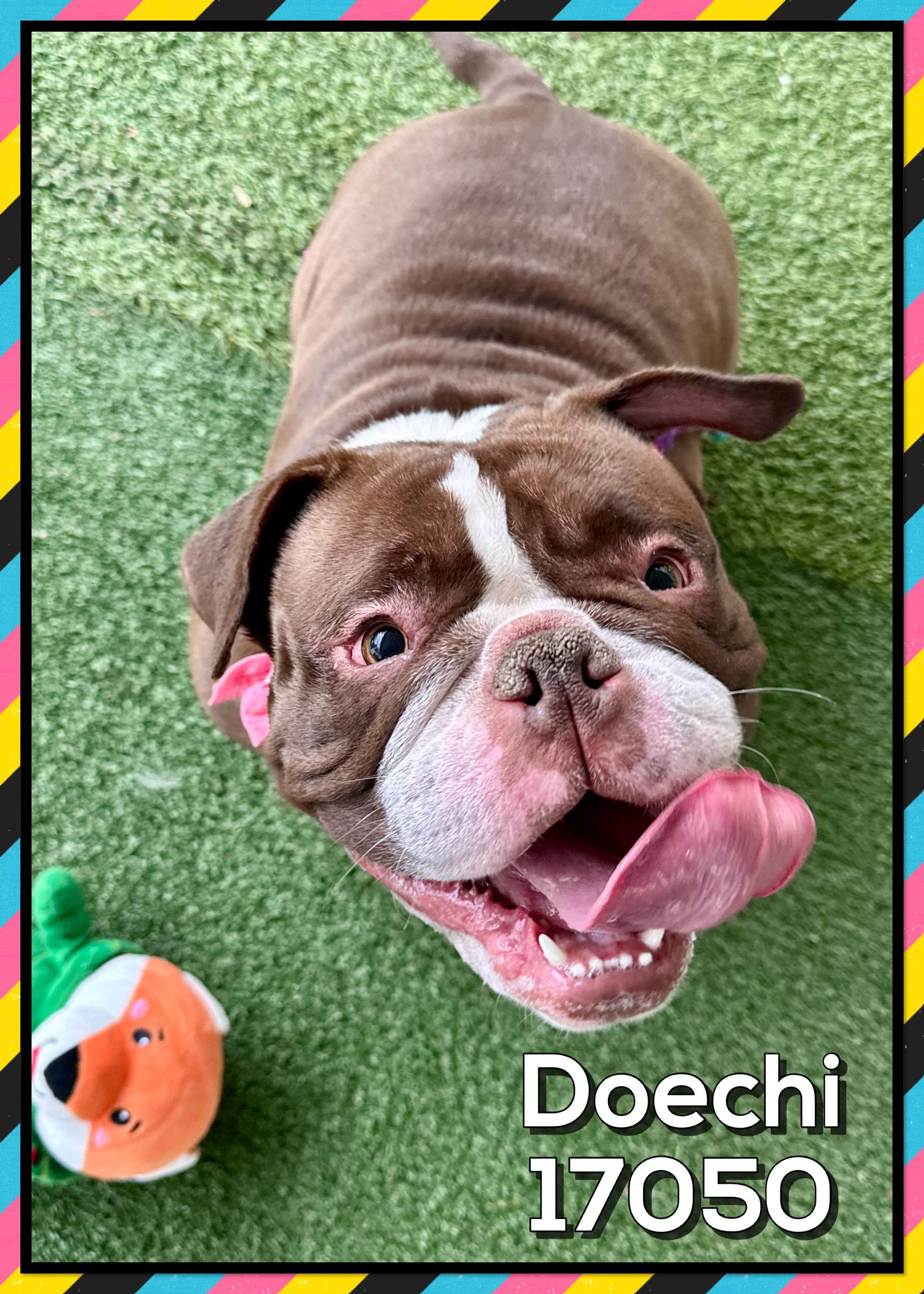 DOECHI, an adopted American Bulldog in Marietta, GA image 1/5