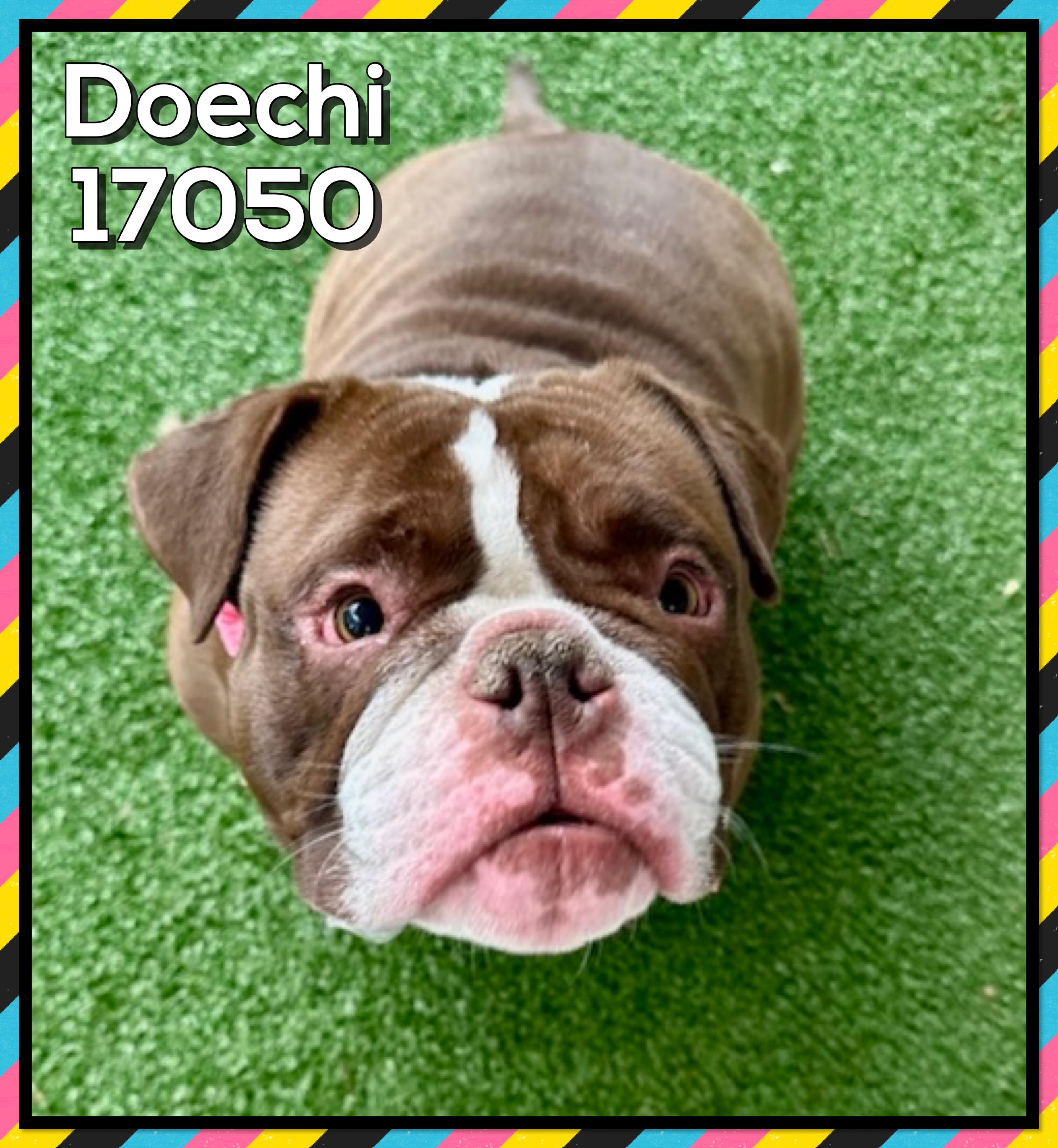 DOECHI, an adopted American Bulldog in Marietta, GA image 5/5