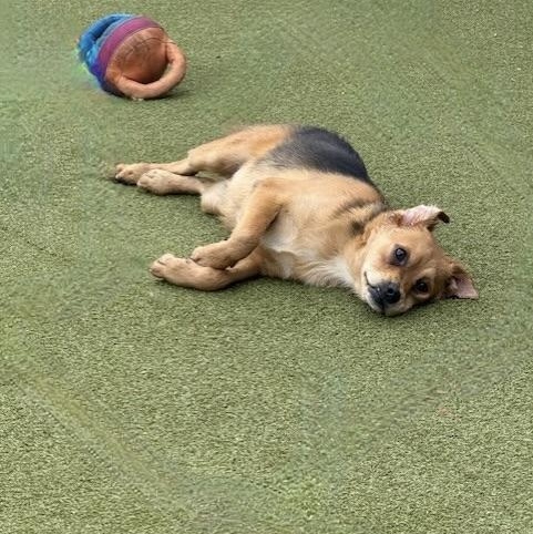 Tavistock thumbnail 2