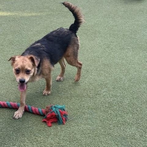 Tavistock thumbnail 3