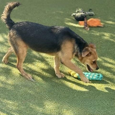 Tavistock thumbnail 4