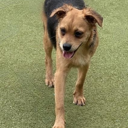 Tavistock thumbnail 6