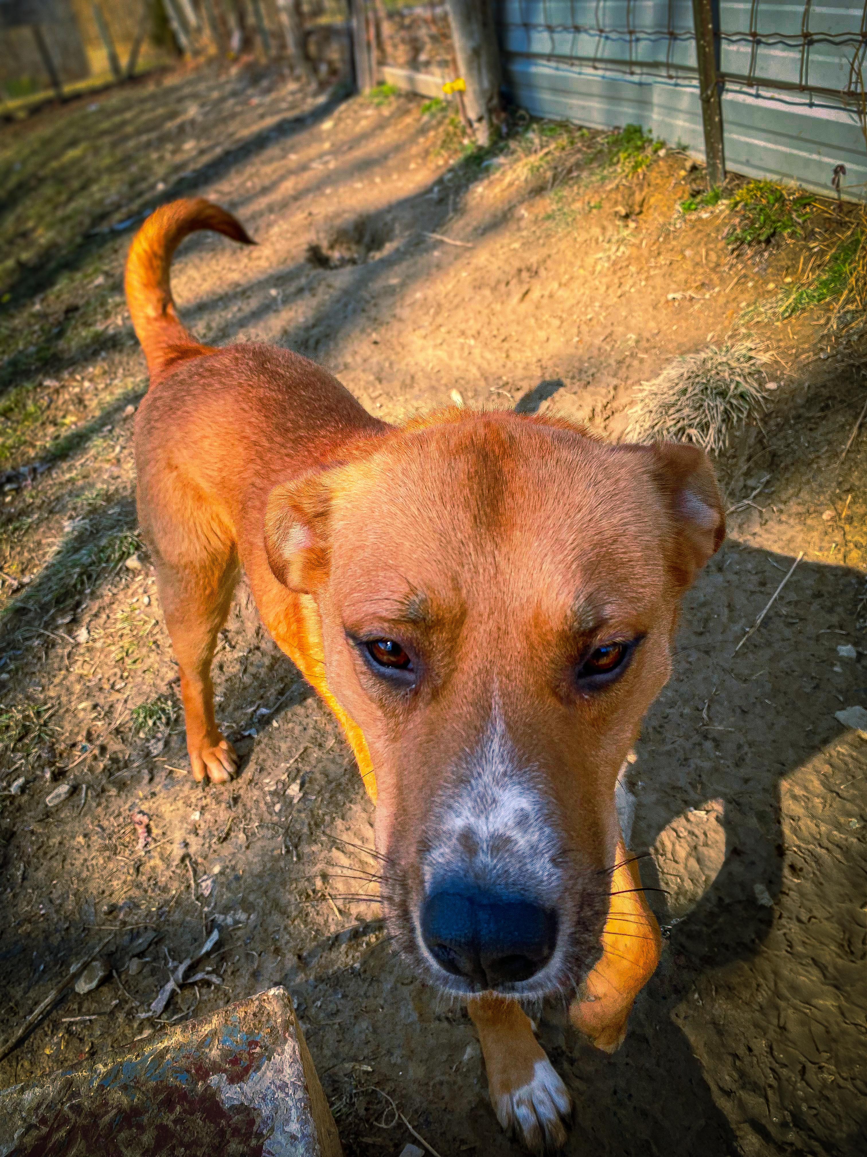 Rose, a Adoptable mixed breed in Junction City, KY image 2/5