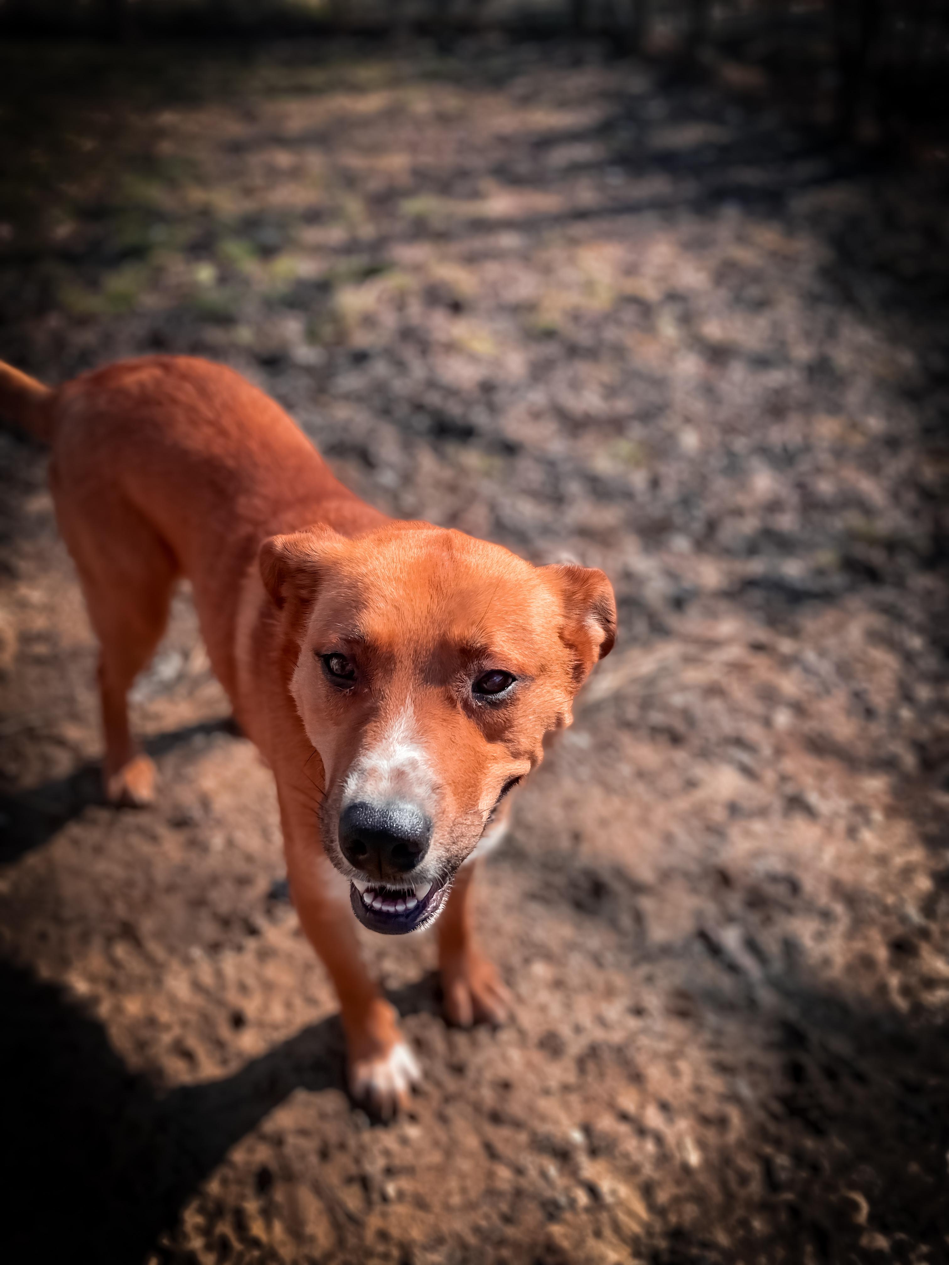 Rose, a Adoptable mixed breed in Junction City, KY image 3/5