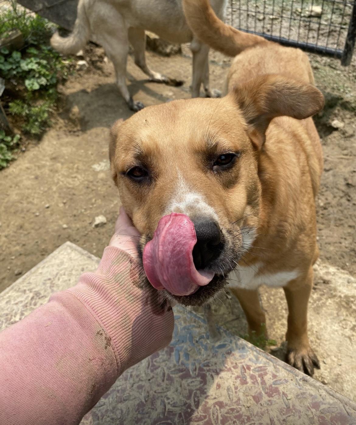 Rose, Adoptable, Young Female Anatolian Shepherd.