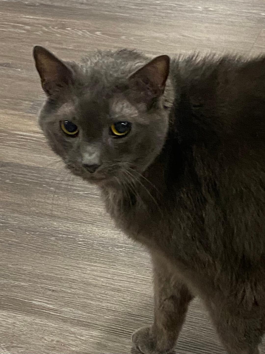 Mojo, a Adoptable Domestic Short Hair in Cedars, PA image 4/6