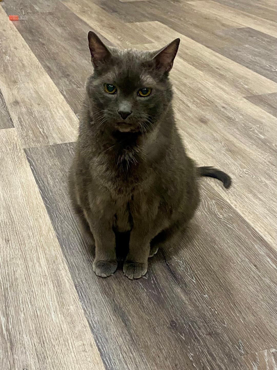 Mojo, a Adoptable Domestic Short Hair in Cedars, PA image 1/6