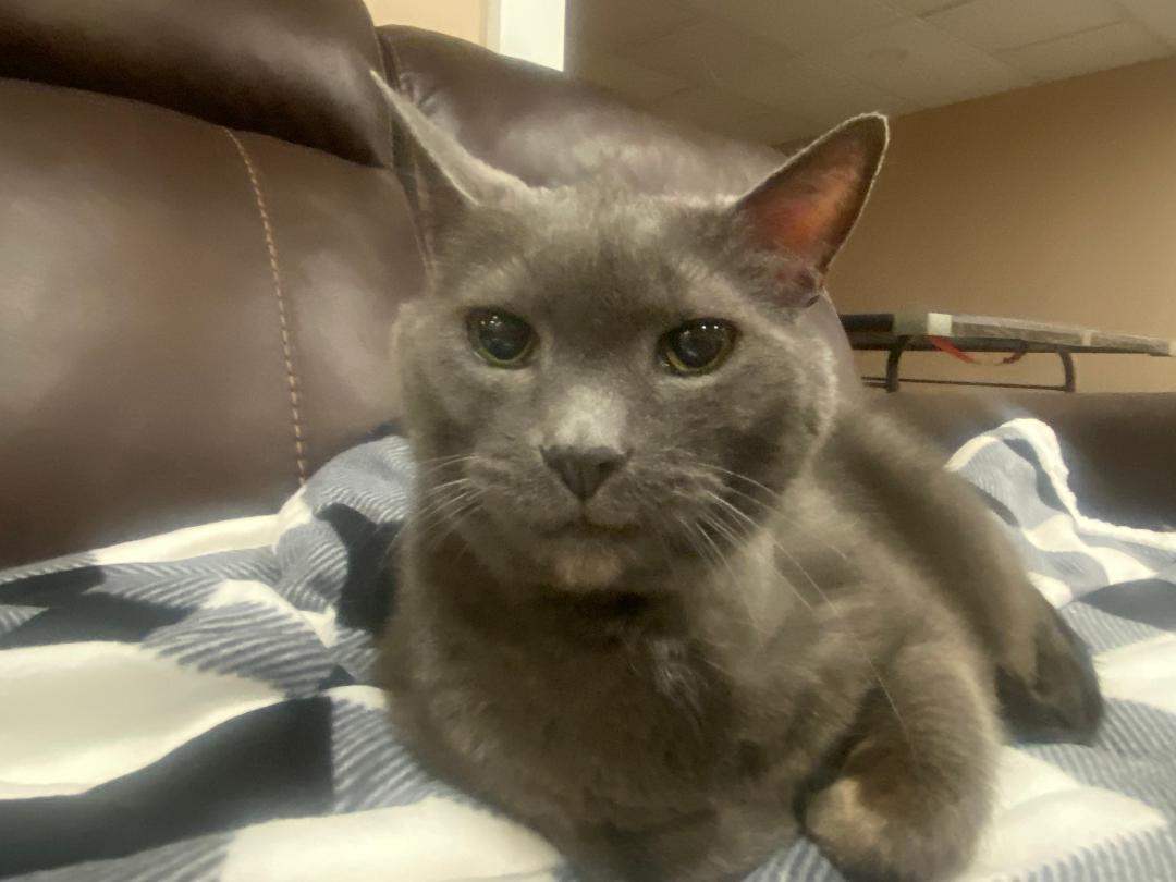 Mojo, a Adoptable Domestic Short Hair in Cedars, PA image 6/6