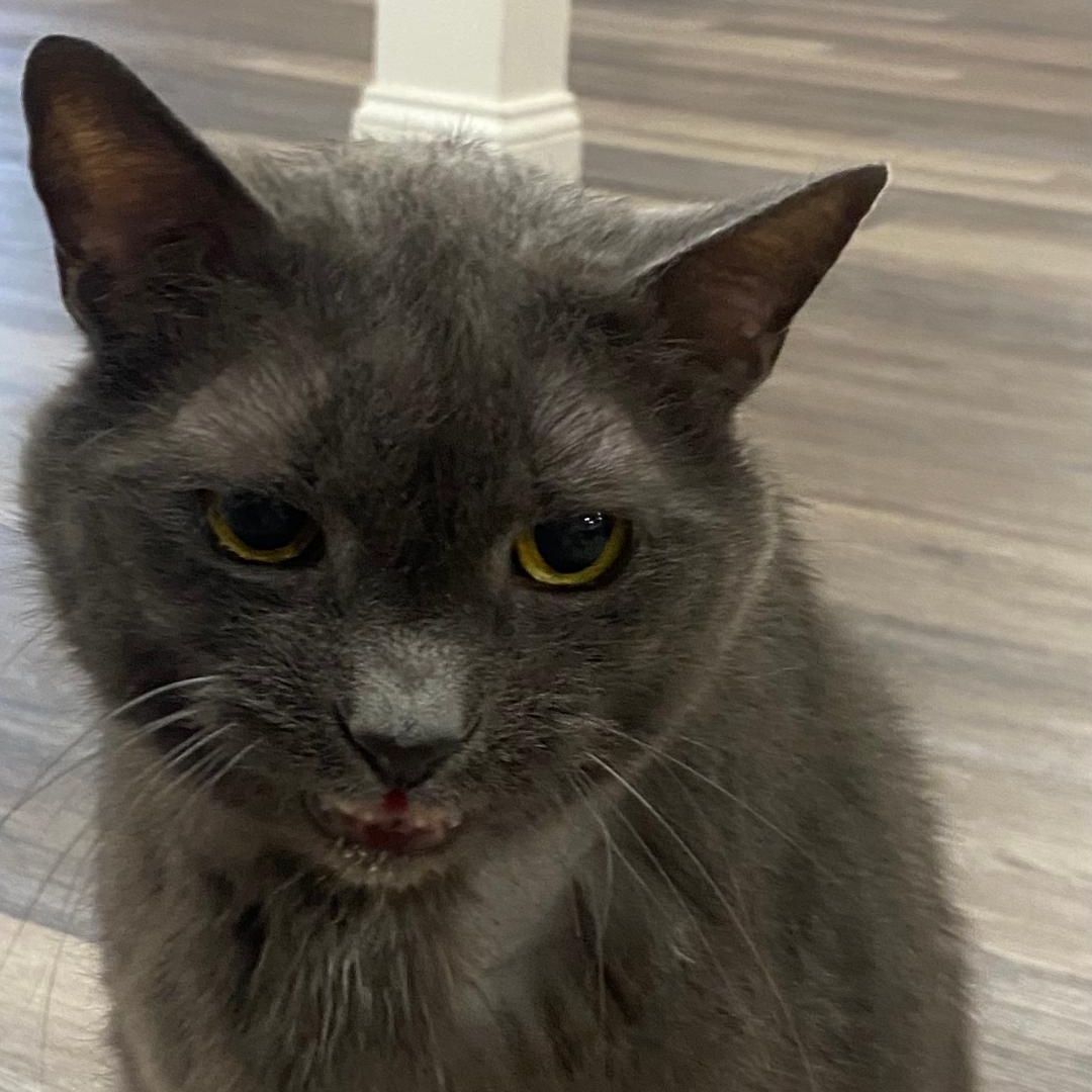 Mojo, a Adoptable Domestic Short Hair in Cedars, PA image 2/6