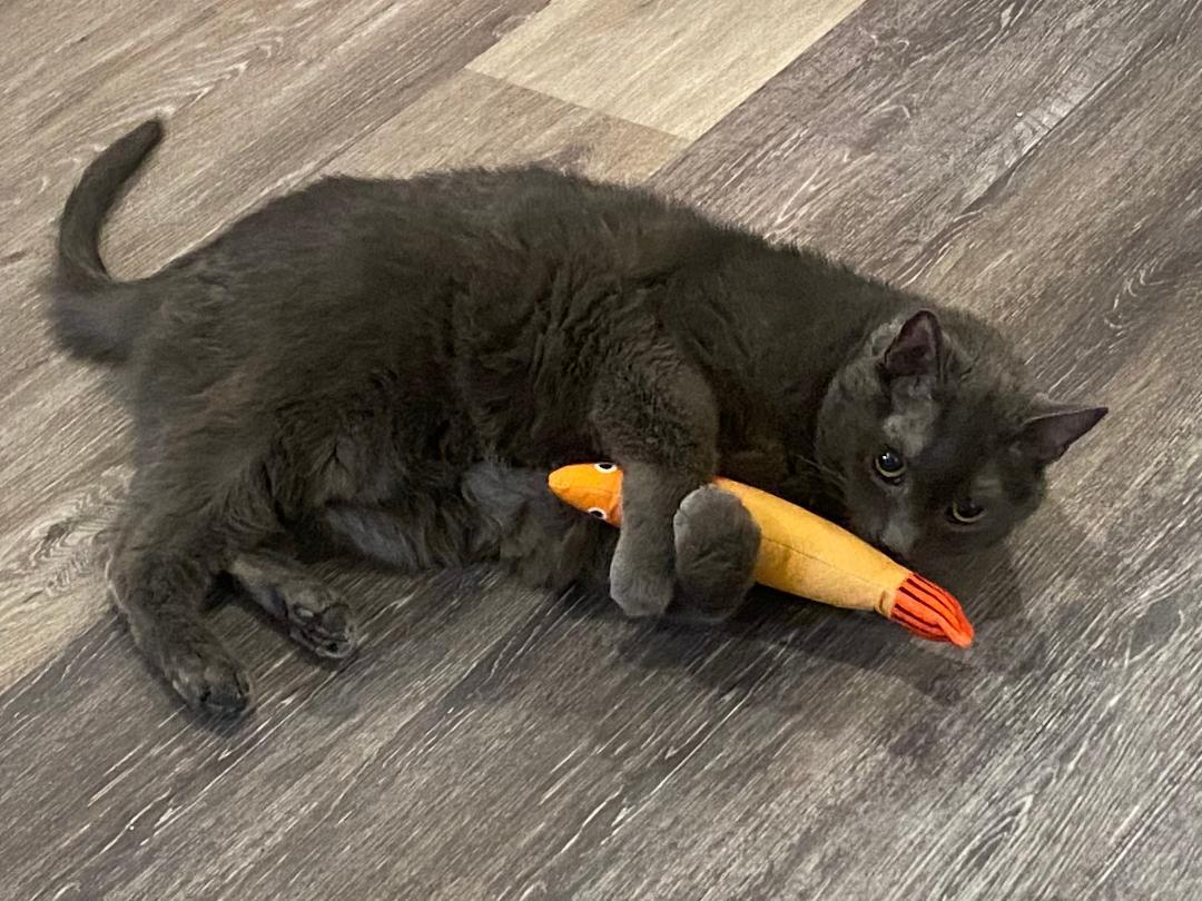 Mojo, a Adoptable Domestic Short Hair in Cedars, PA image 3/6