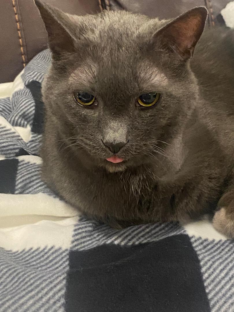 Mojo, a Adoptable Domestic Short Hair in Cedars, PA image 5/6