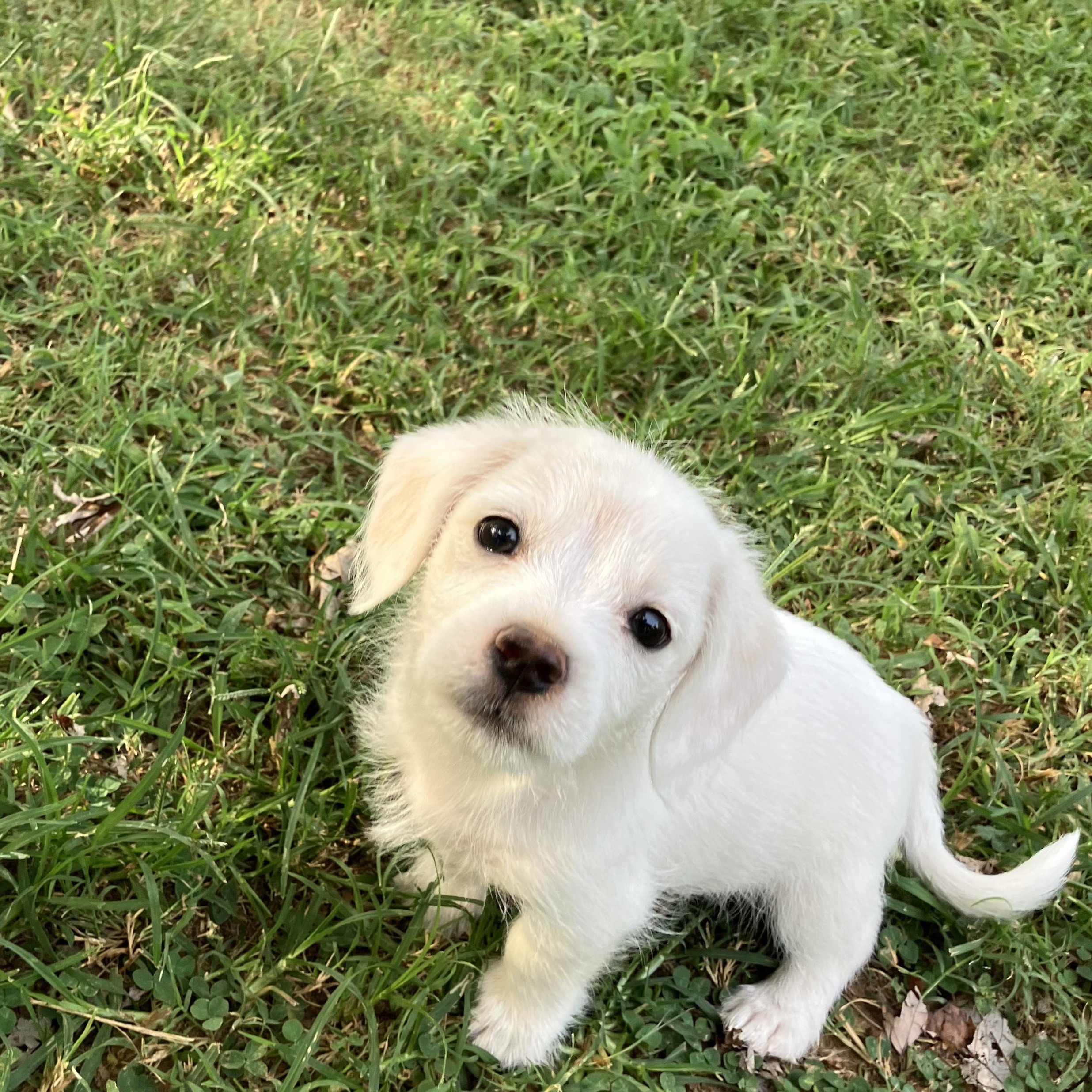 Izzy, a Adopted Maltese in Muldrow, OK image 4/4