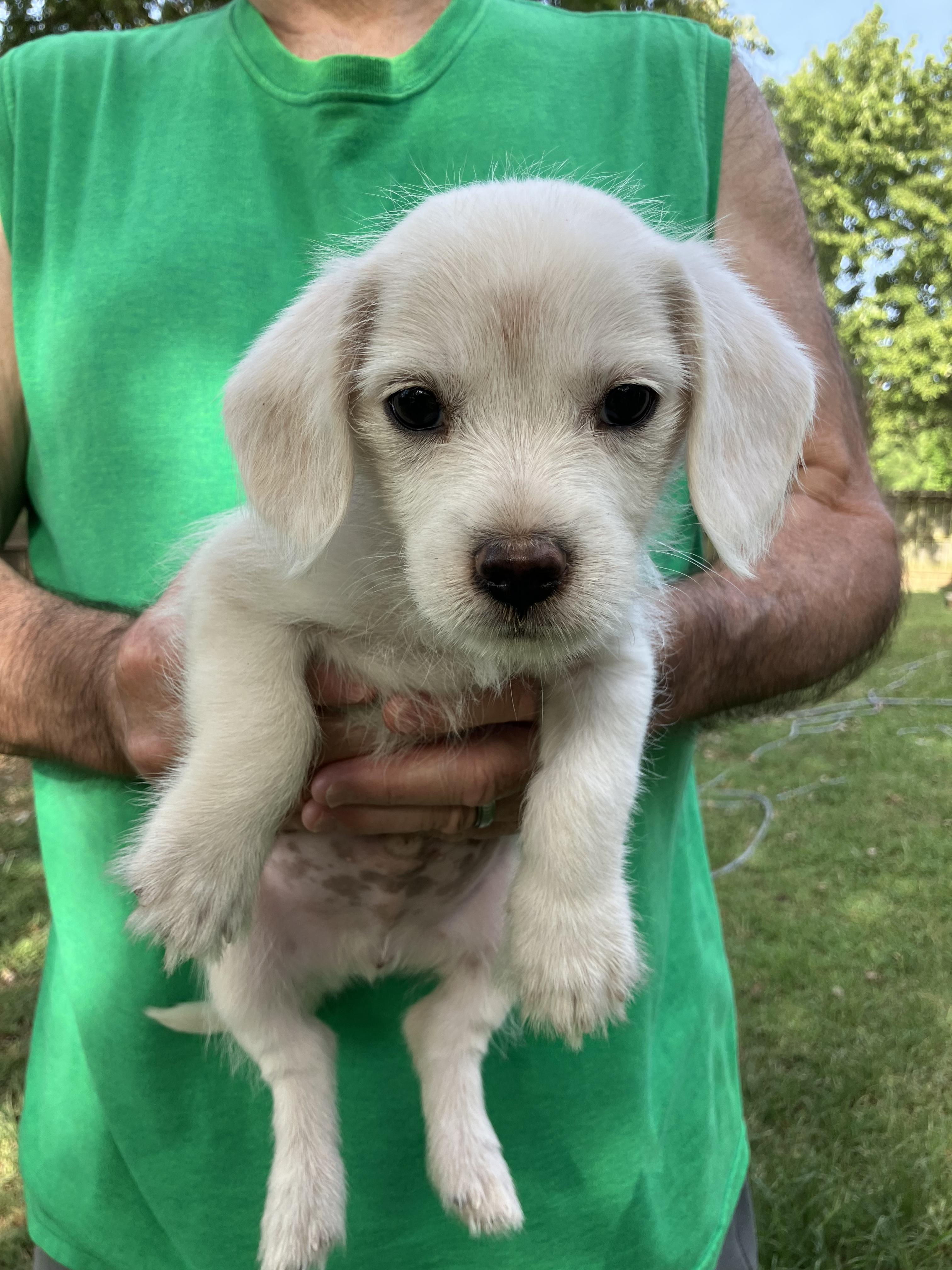 Izzy, Adopted, Puppy Male Maltese.