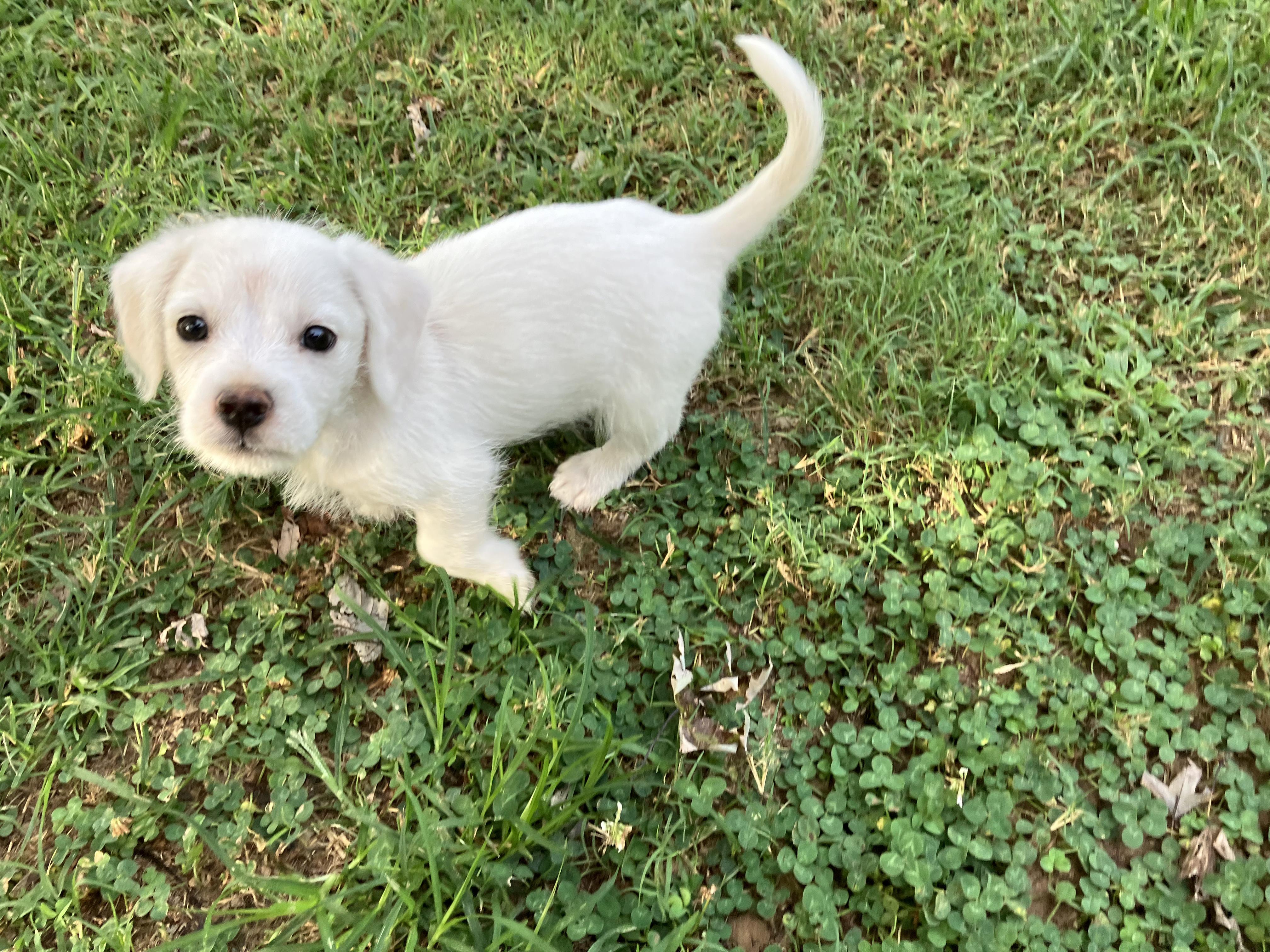 Izzy, a Adopted Maltese in Muldrow, OK image 2/4