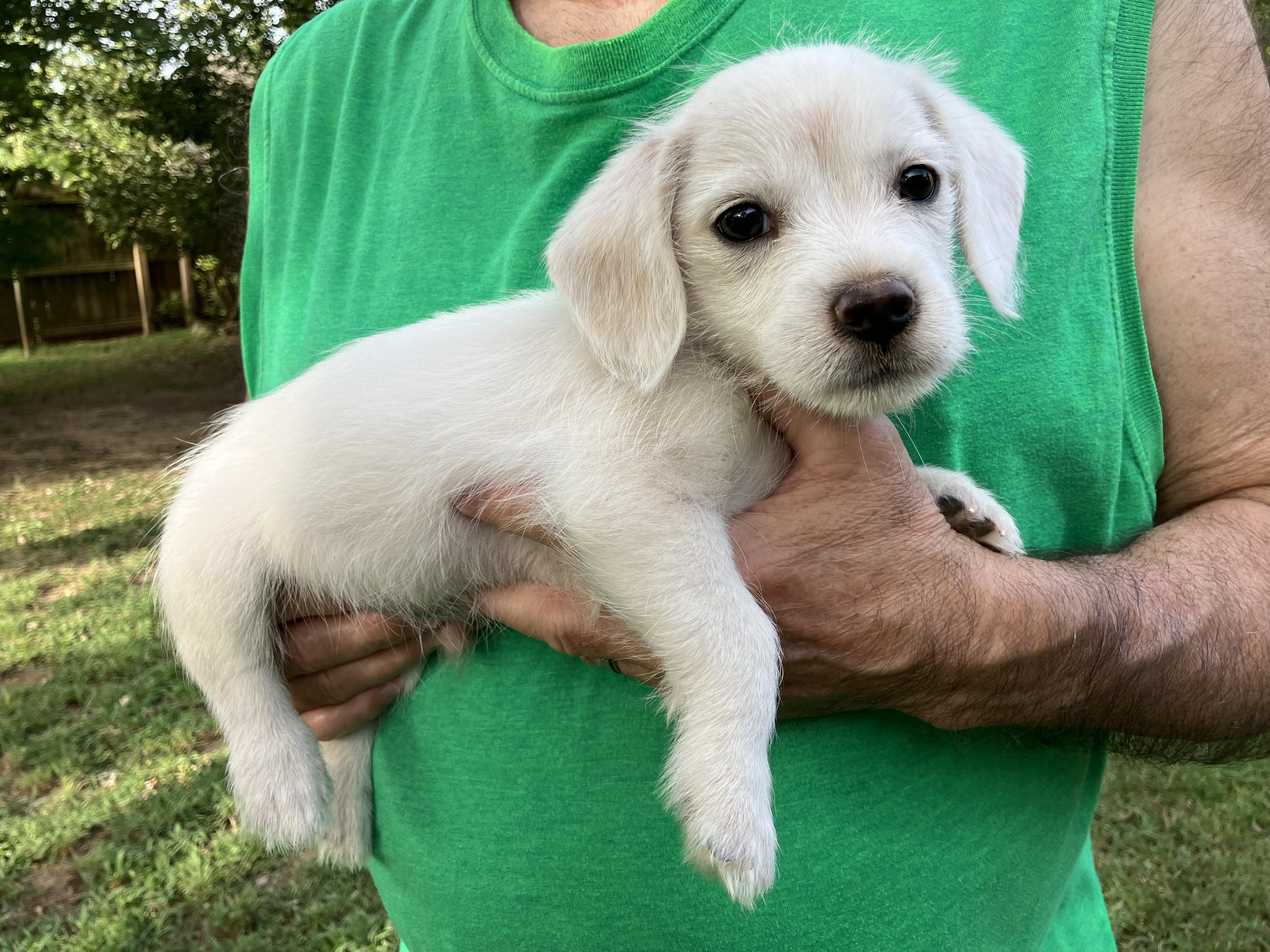 Izzy, a Adopted Maltese in Muldrow, OK image 3/4