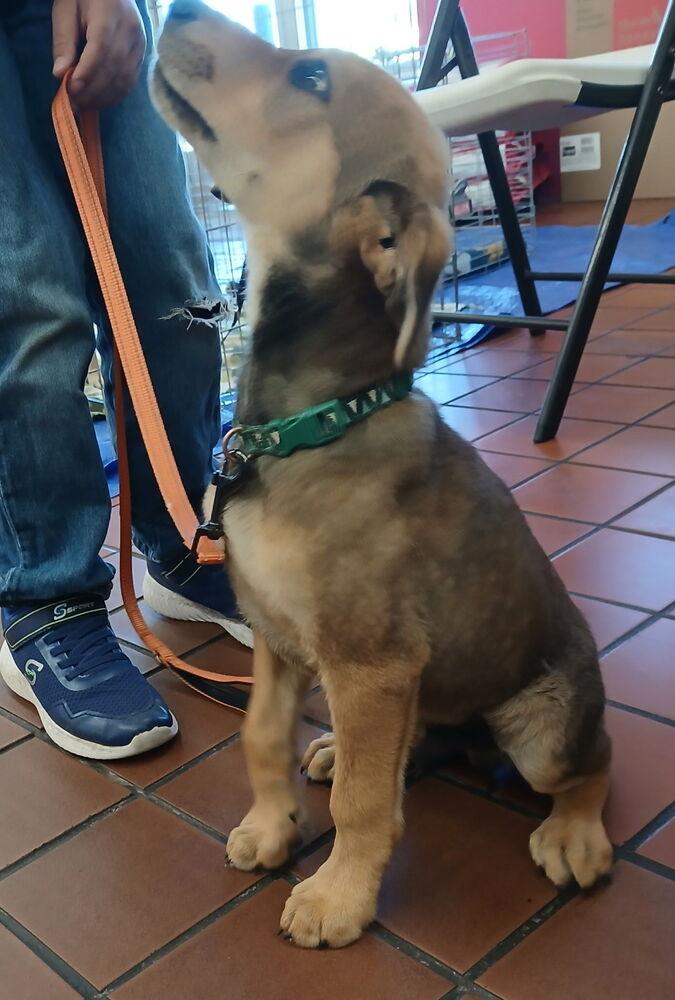 Thursday, Adoptable, Puppy Male Australian Shepherd.