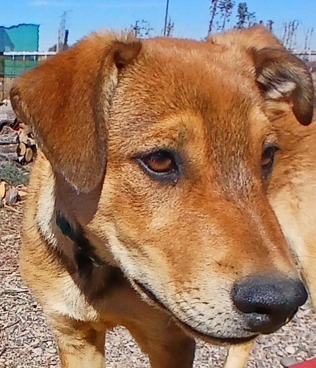 Enlarge Thursday, a Adoptable Australian Shepherd in Albuquerque, NM image 3/6