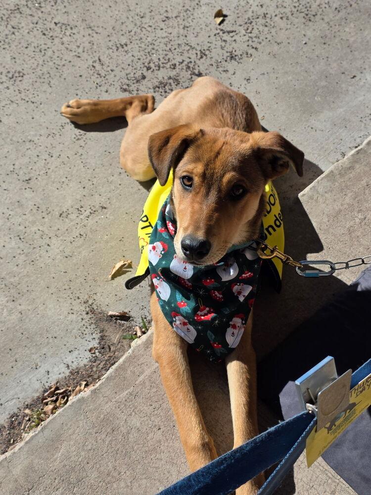 Enlarge Thursday, a Adoptable Australian Shepherd in Albuquerque, NM image 4/6