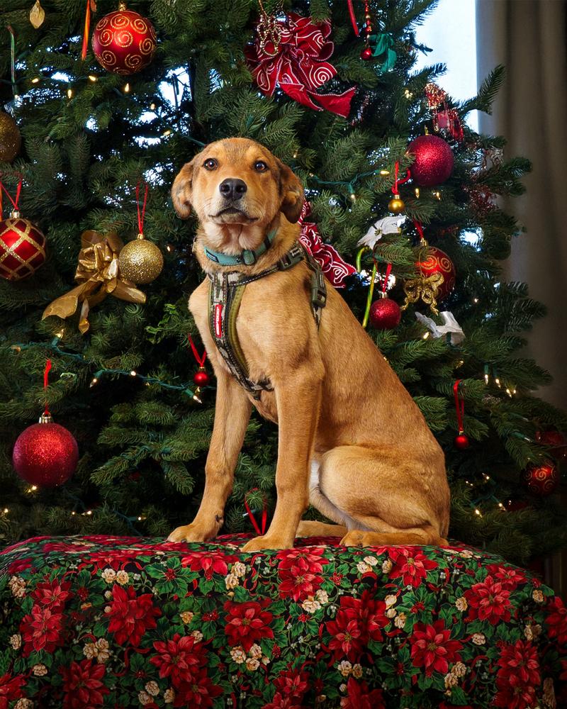 Enlarge Thursday, a Adoptable Australian Shepherd in Albuquerque, NM image 4/6
