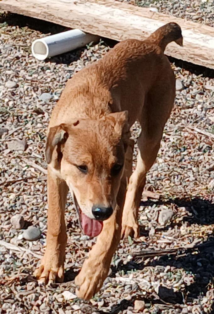 Enlarge Thursday, a Adoptable Australian Shepherd in Albuquerque, NM image 5/6