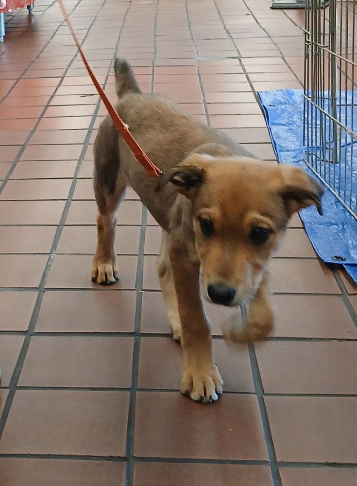 Enlarge Thursday, a Adoptable Australian Shepherd in Albuquerque, NM image 6/6