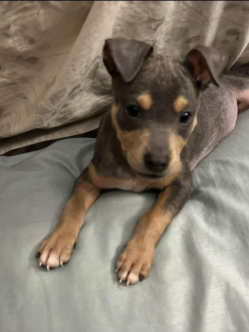 Chloe, Adopted, Puppy Female Jack Russell Terrier & Miniature Pinscher.