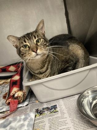 KitKat, Adoptable, Adult Female Domestic Short Hair & Domestic Short Hair.