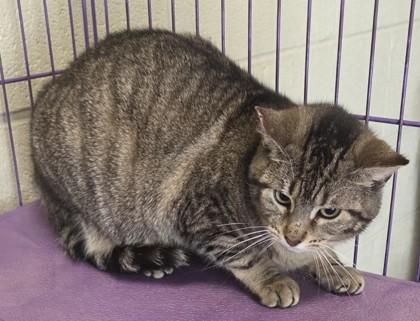 Enlarge KitKat, a Adoptable mixed breed in Fairhope, AL image 1/1