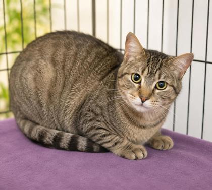 KitKat, Adoptable, Adult Female Domestic Short Hair & Domestic Short Hair.