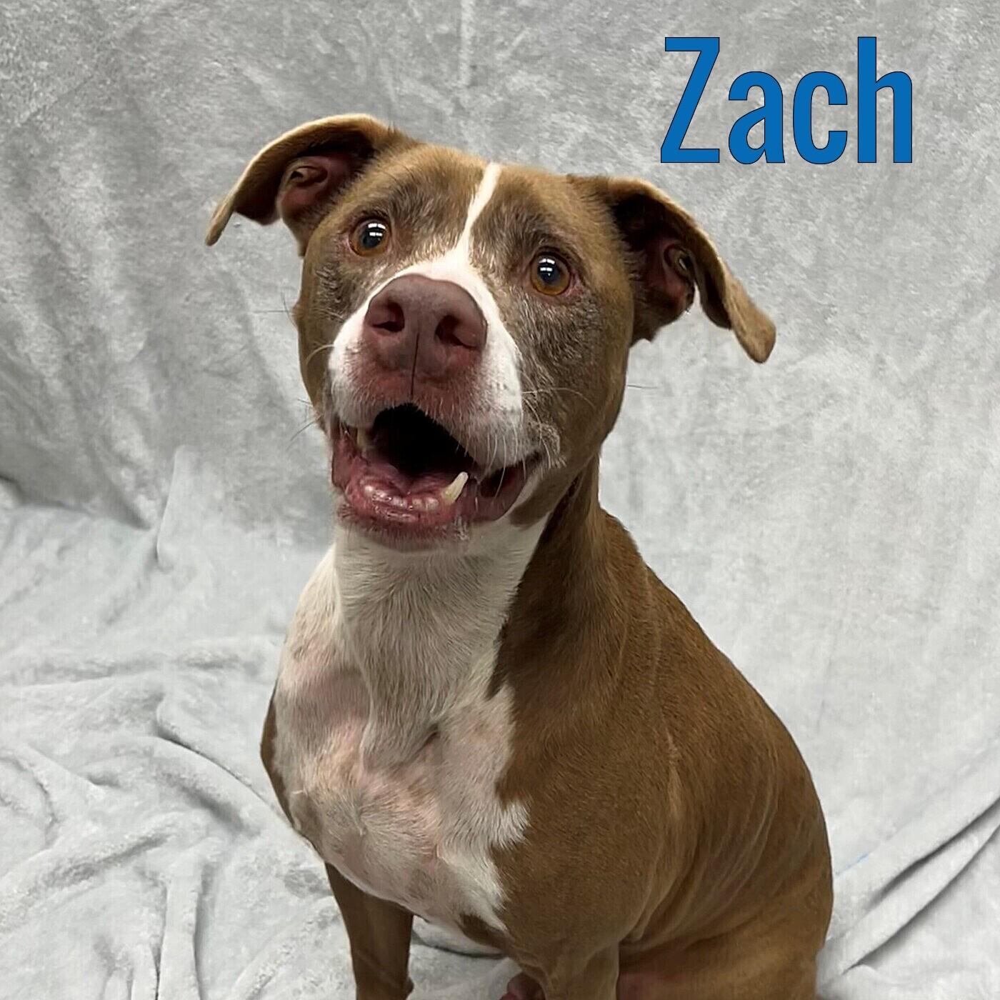 Zach, ADOPTABLE, Senior Male Hound & Terrier.