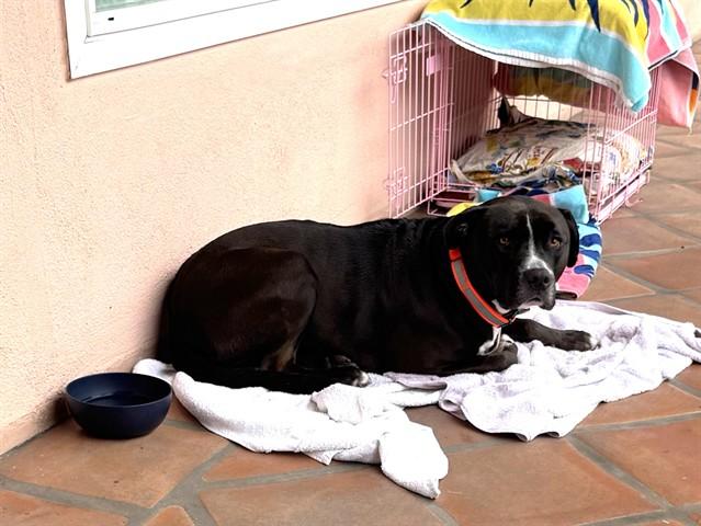 LEXI, Adoptable, Adult Female Pit Bull Terrier.