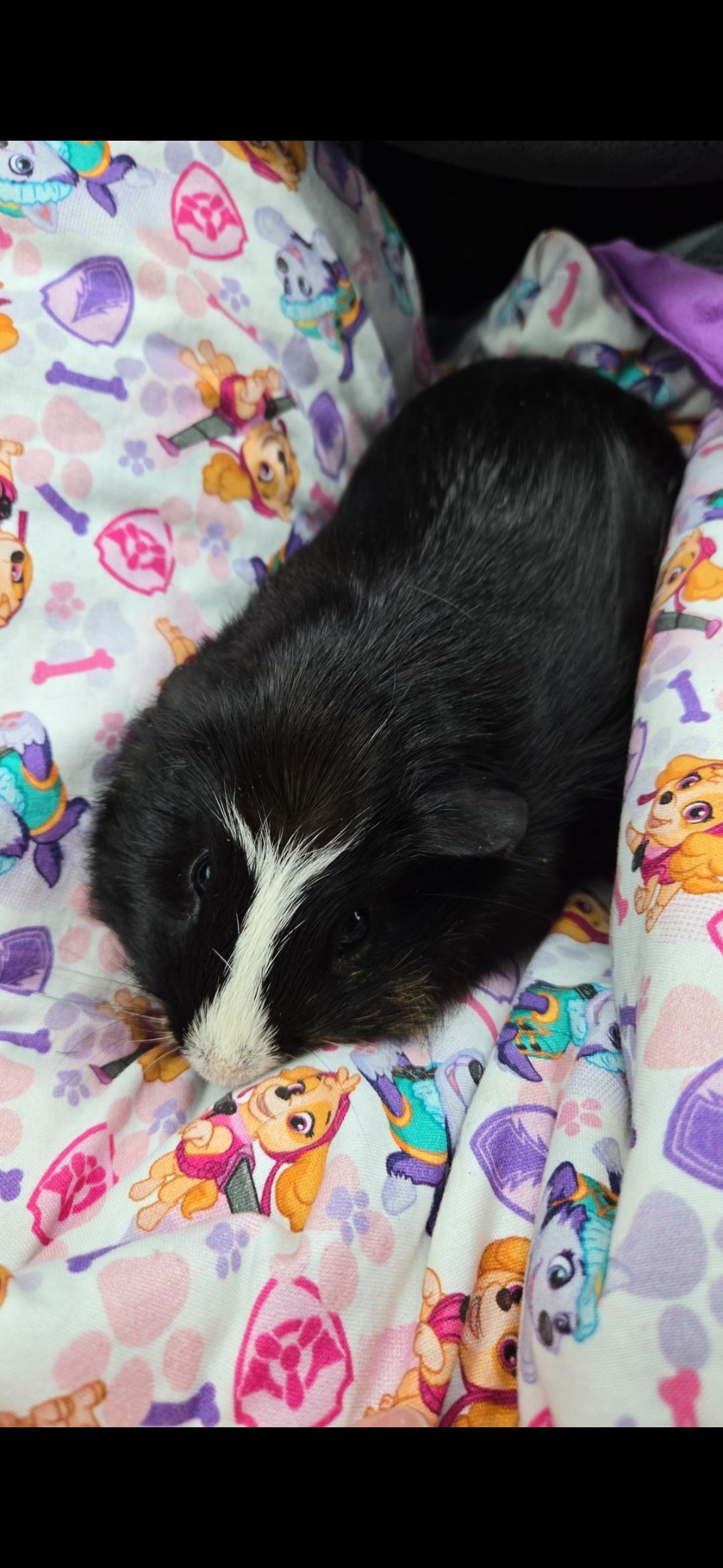 Enlarge Woody, a Adoptable Guinea Pig in Santa Clarita, CA image 1/1