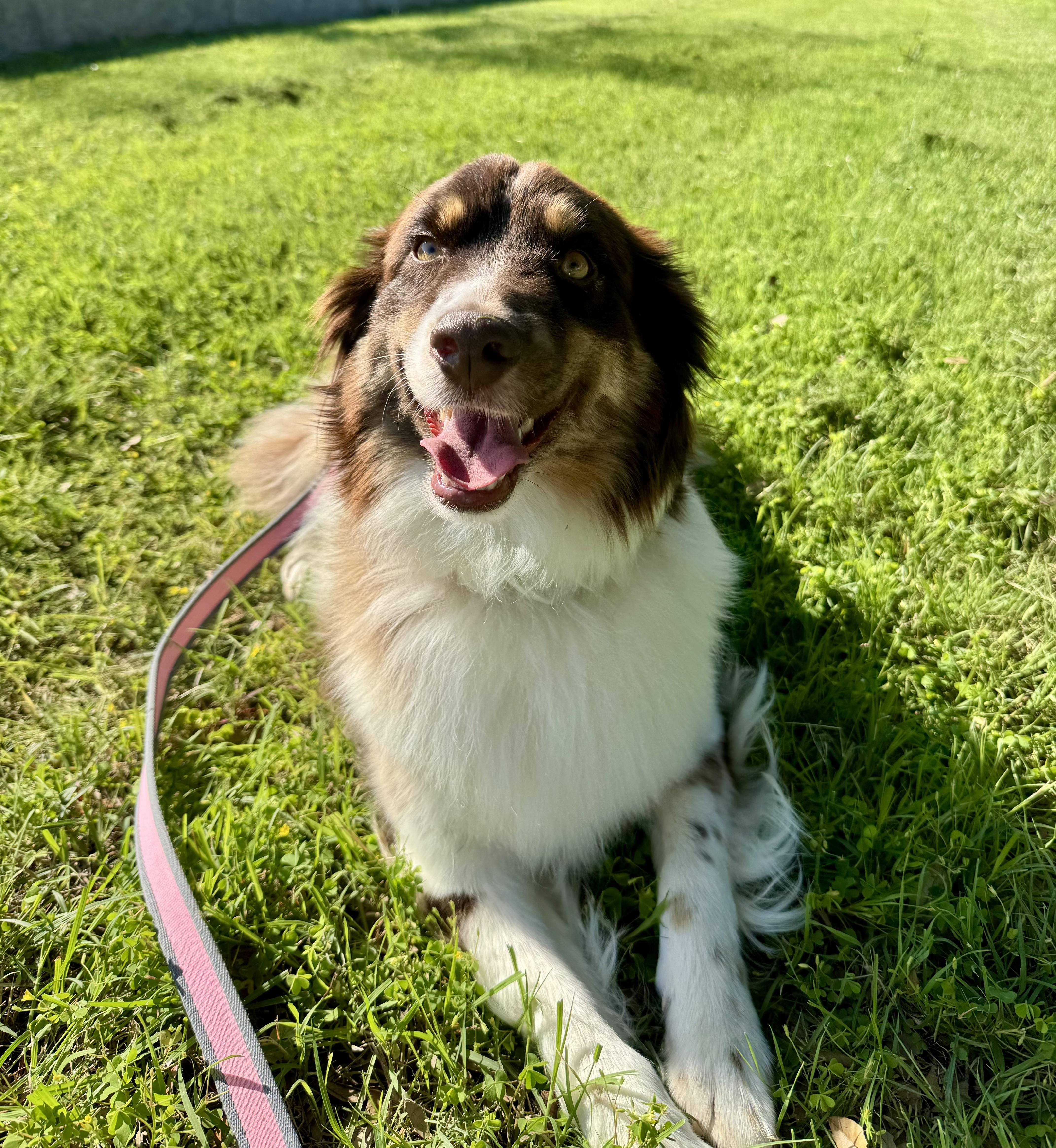 Enlarge Nala PB, an adopted Australian Shepherd in Schertz, TX image 1/1