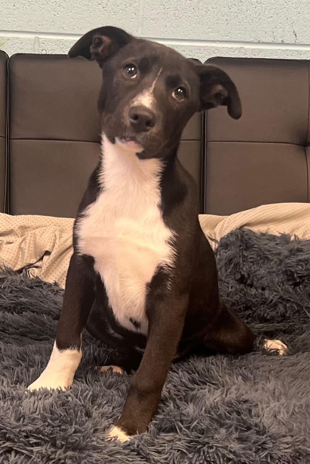 Donatello, Adoptable, Puppy Male Husky & Corgi.