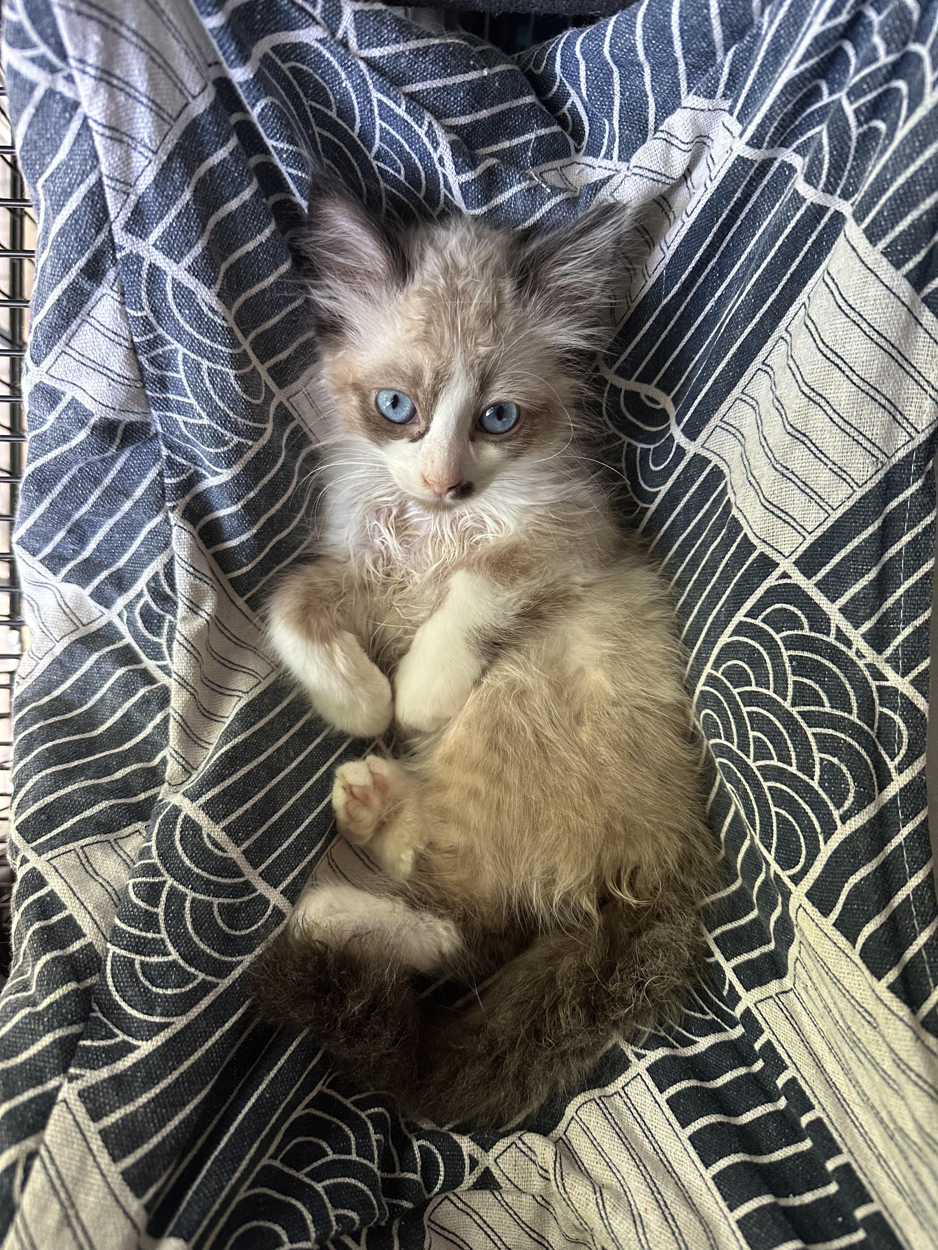 Toast, Baby Male unknown