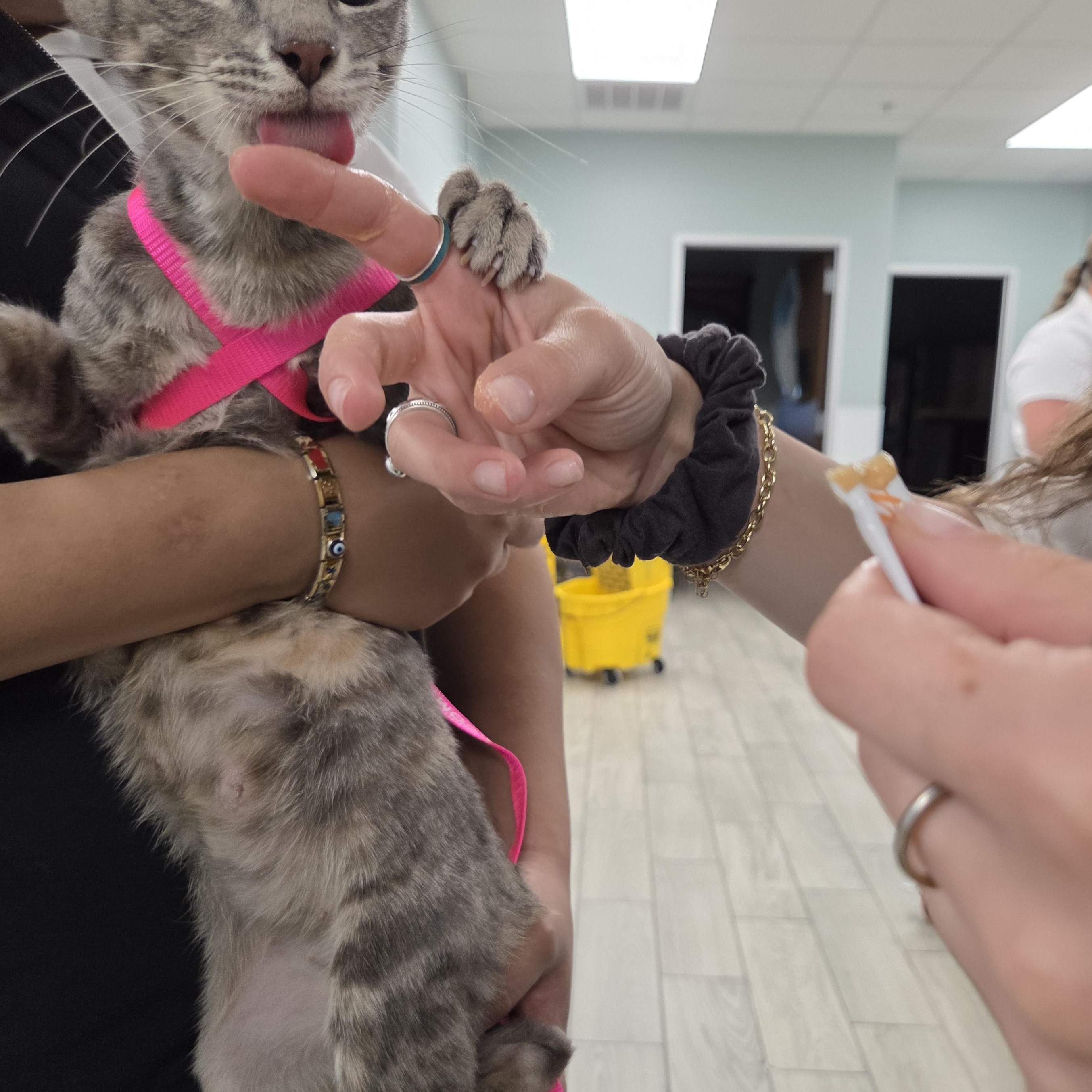 Enlarge Kit Kat, a Adoptable mixed breed in Latham, NY image 4/4