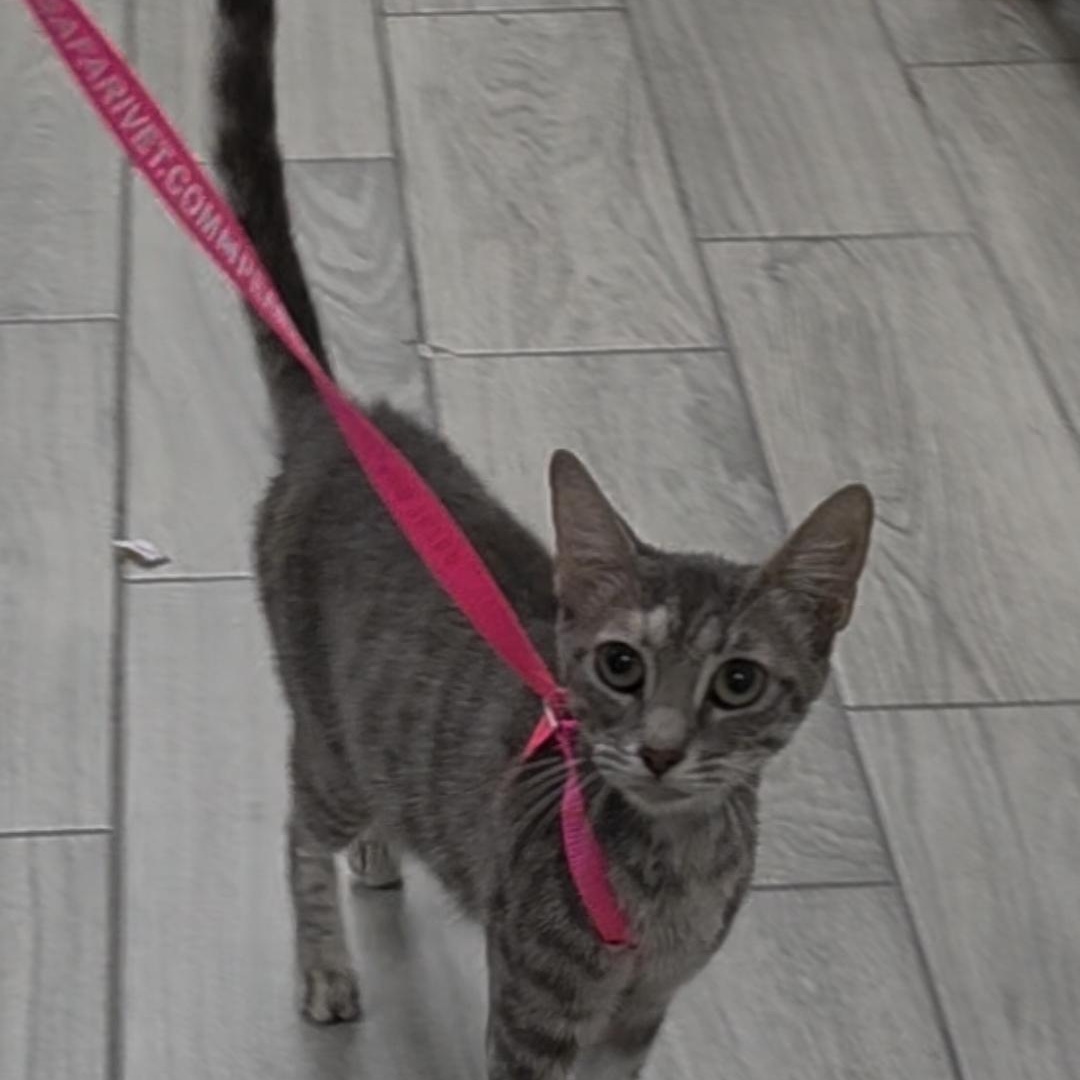 Enlarge Kit Kat, a Adoptable mixed breed in Latham, NY image 2/4