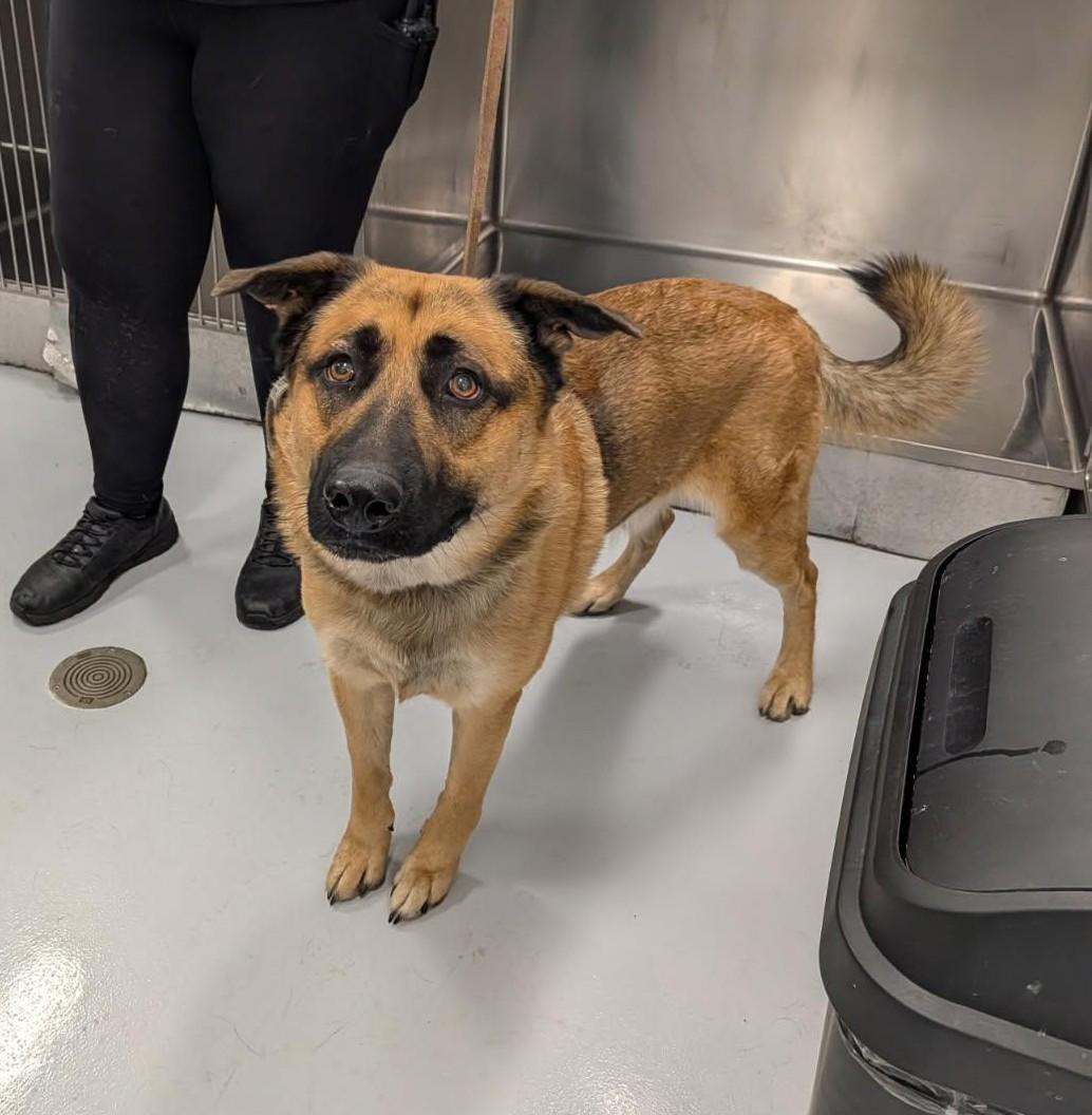 Enlarge Hopper, a Adoptable mixed breed in Kankakee, IL image 1/1