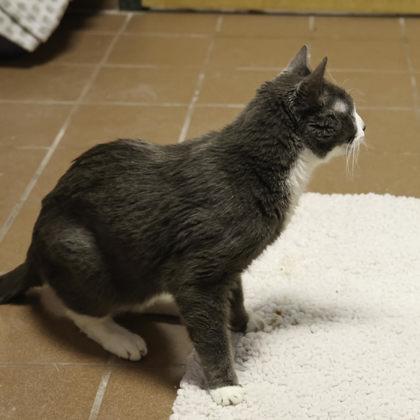 Enlarge Smudge, a Adoptable mixed breed in Madison, WI image 1/2