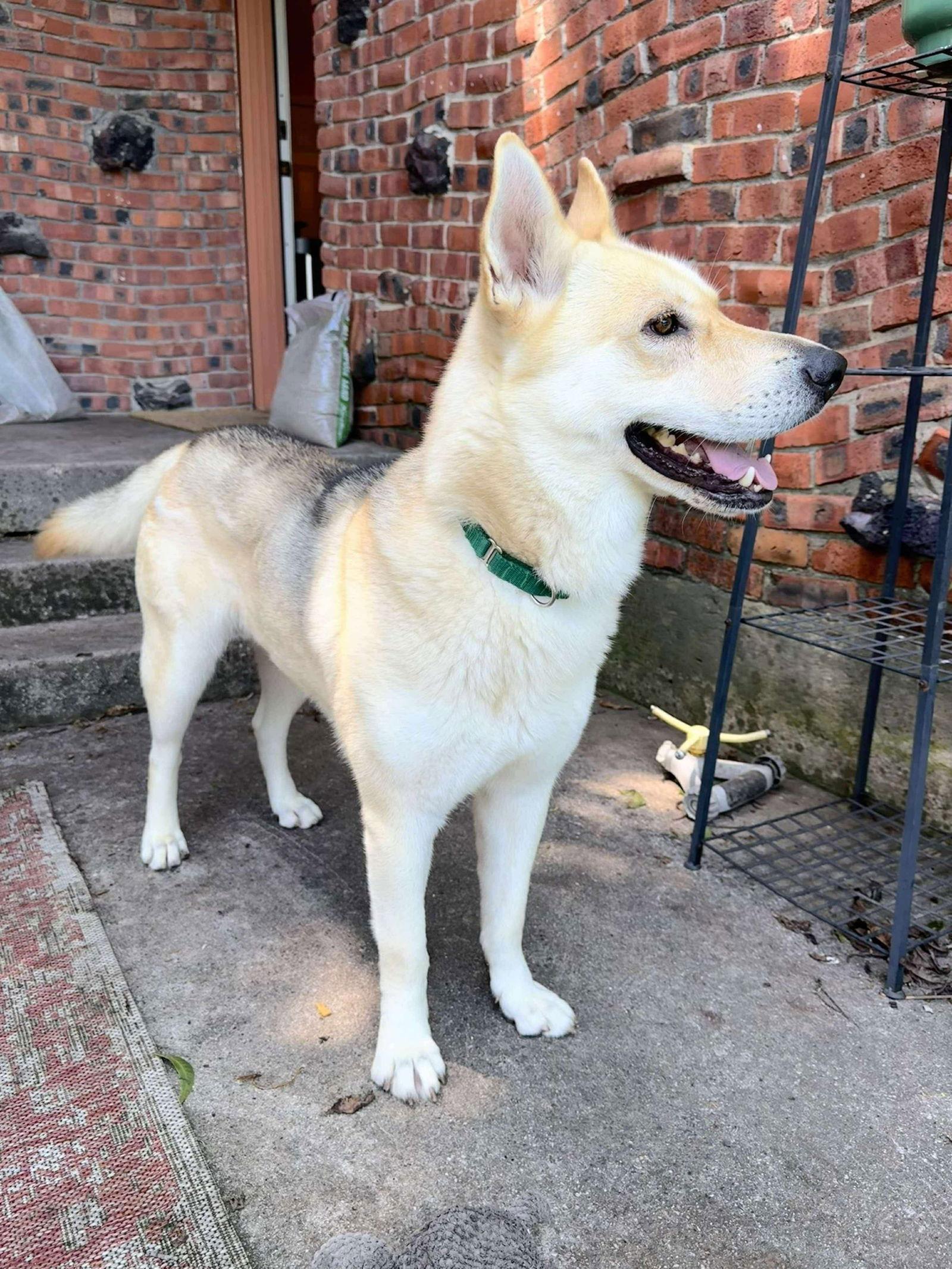 Dazee, a Adoptable mixed breed in Dallas, TX image 1/3