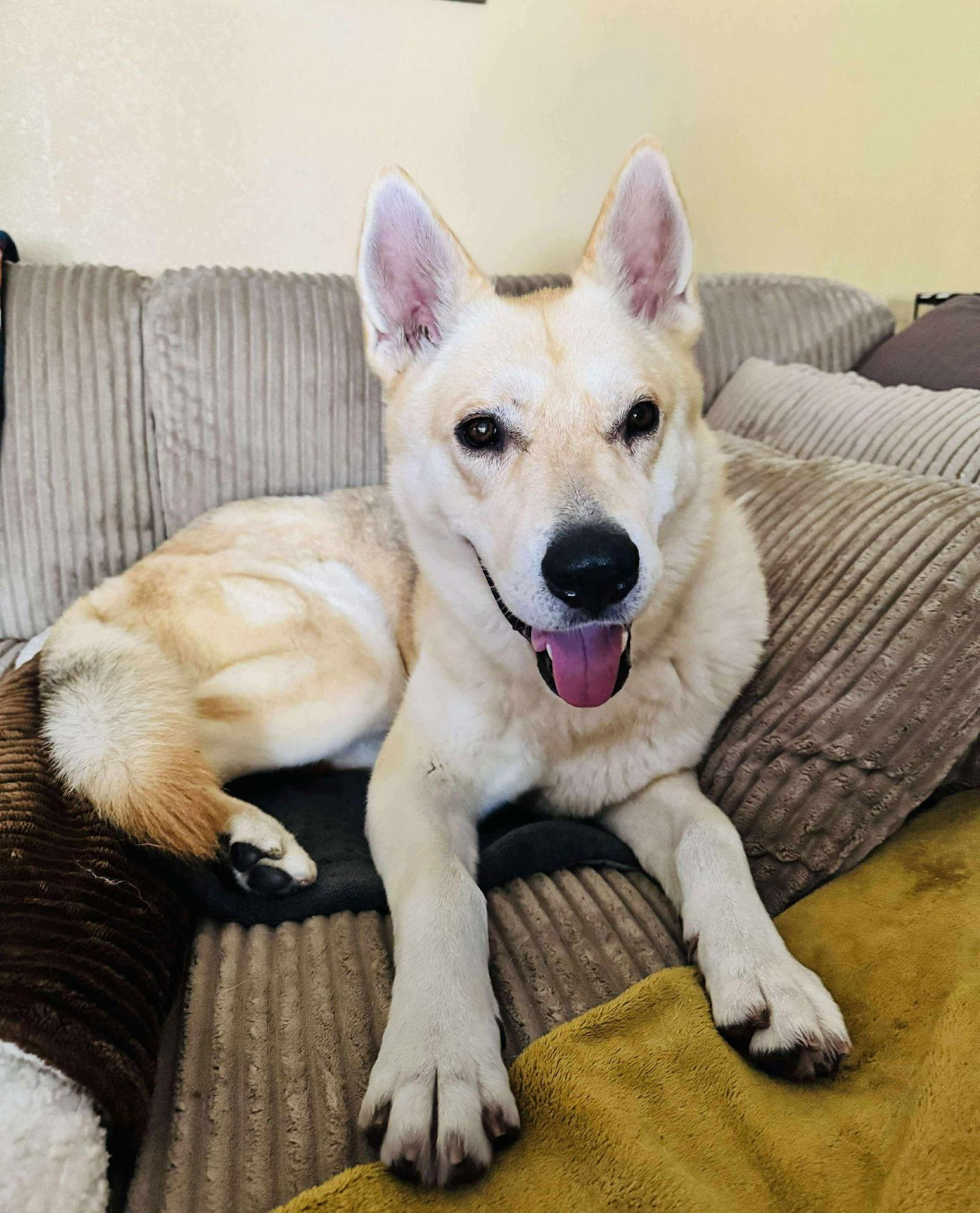 Dazee, a Adoptable mixed breed in Dallas, TX image 2/3