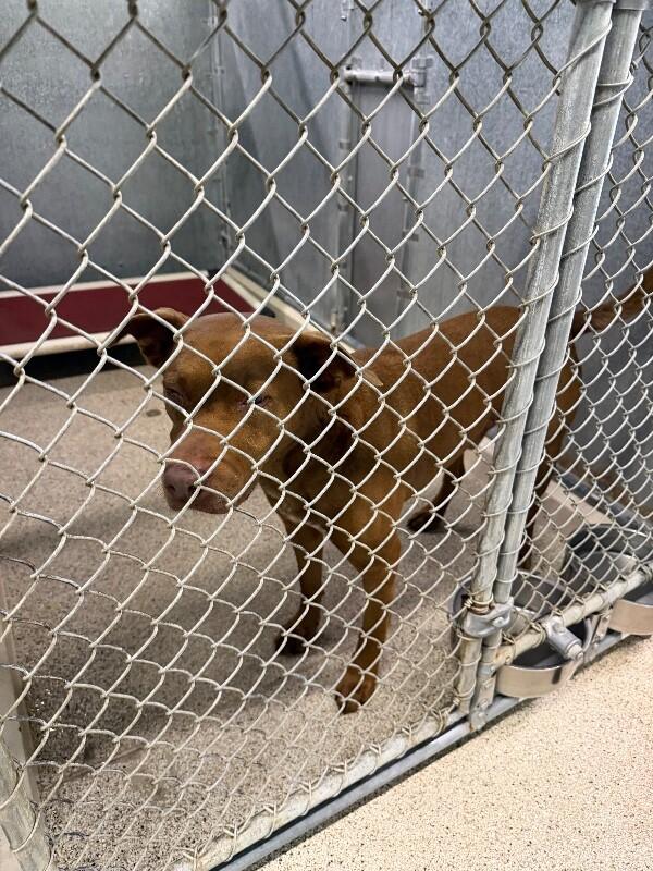 Enlarge Leo, a Adoptable mixed breed in Supply, NC image 2/2