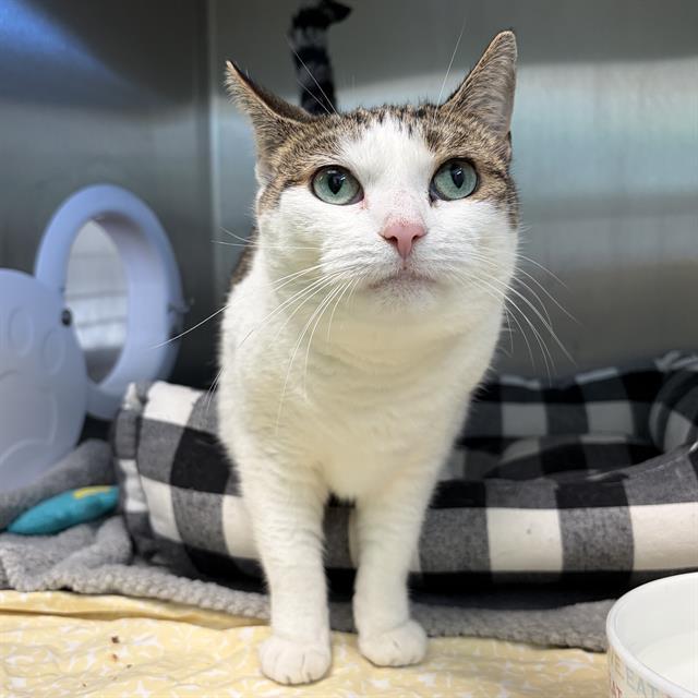 DAISY, Adoptable, Young Female Domestic Short Hair.