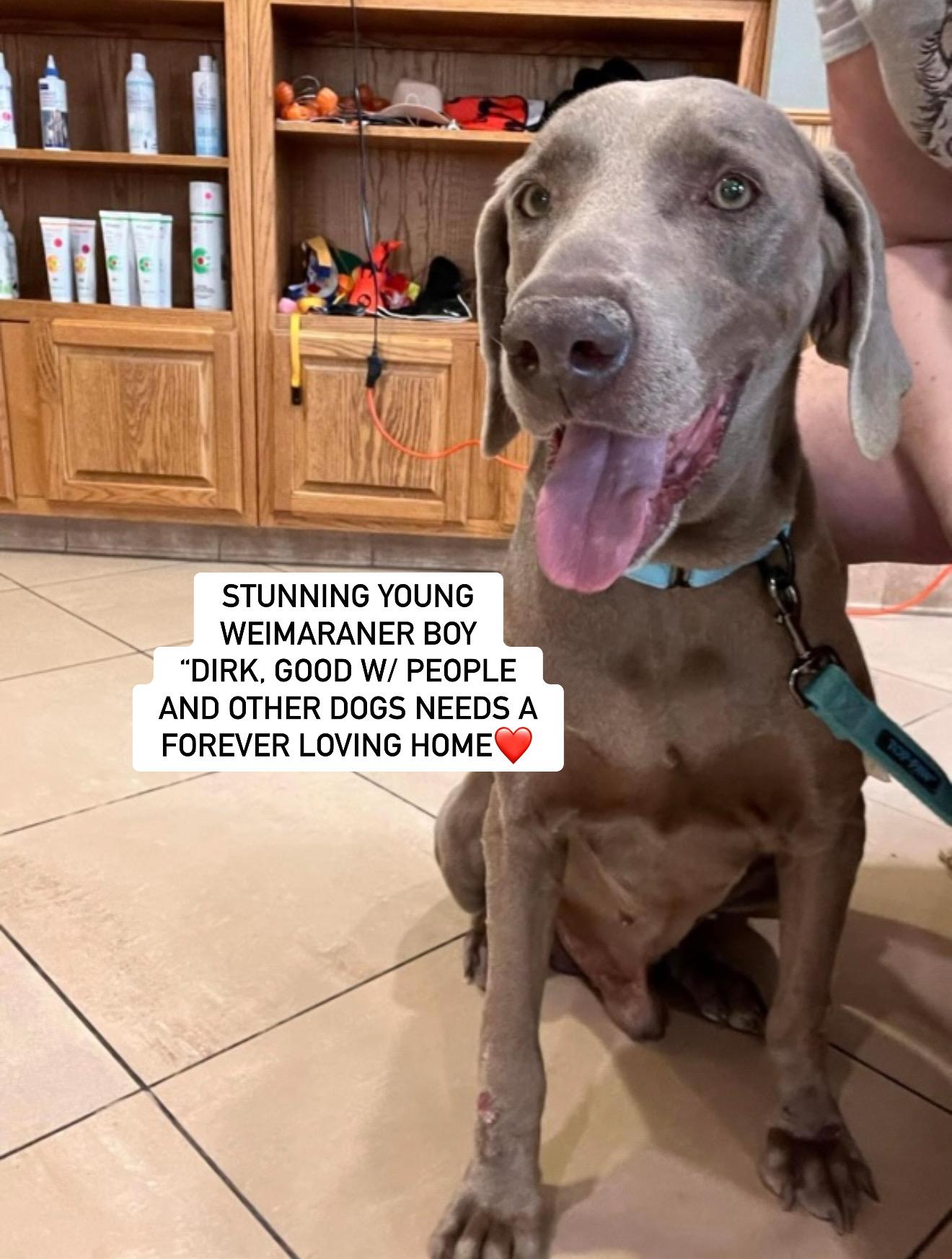 DIRK, Adopted, Young Male Weimaraner.